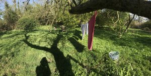 Susan Isaac - orchard setup